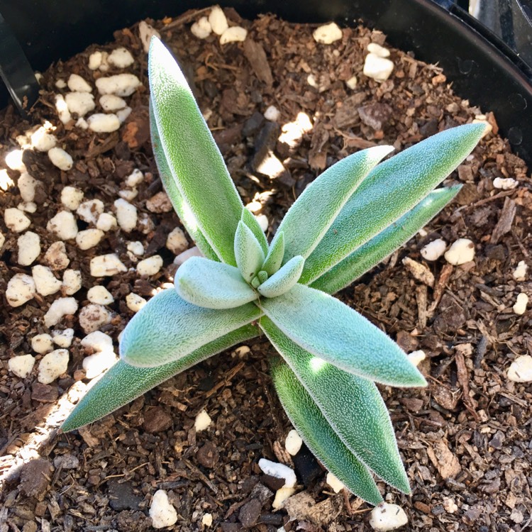 plant image 1151941