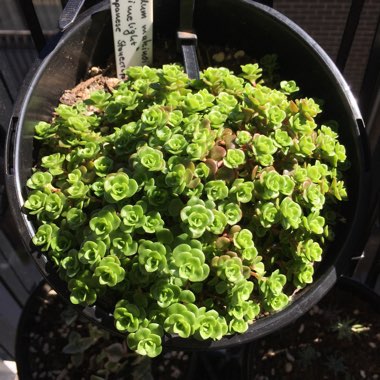 Sedum Makinoi 'Limelight'