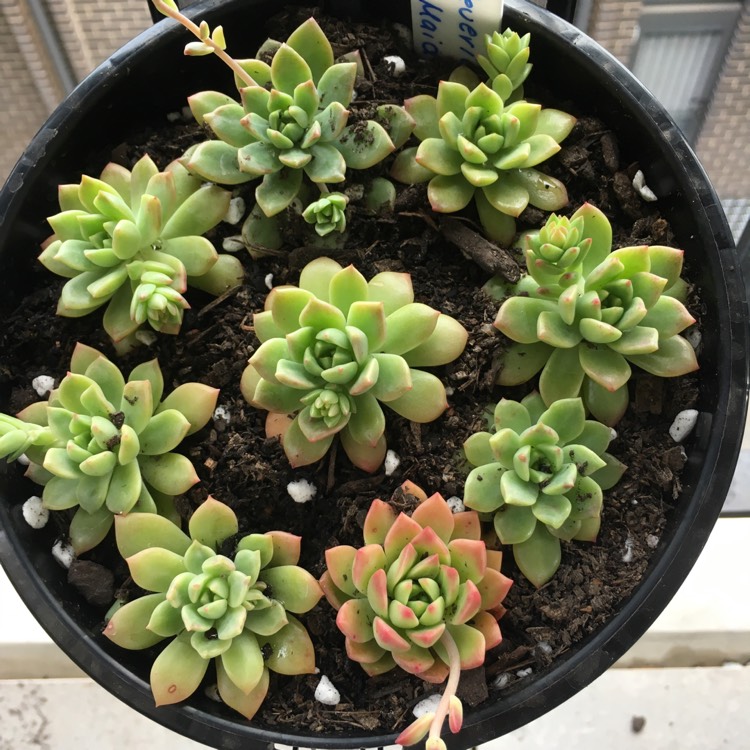 Plant image xSedeveria Maialen