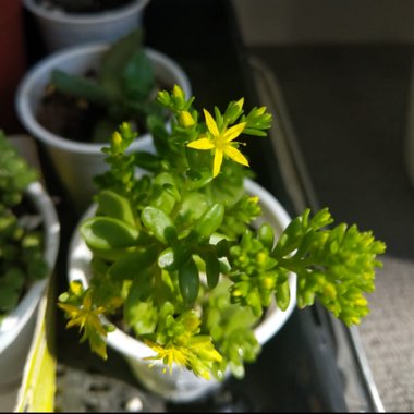 Sedum luteoviride