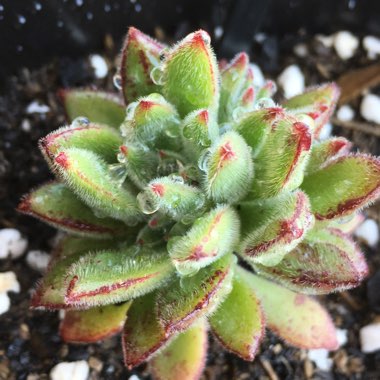 Echeveria 'Doris Taylor'