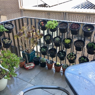 Kristina's garden