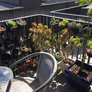 Kristina's garden