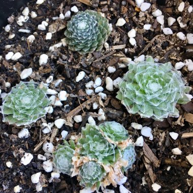 Sempervivum 'Pekinese'
