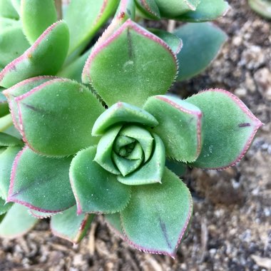 Aeonium 'Haworthii'