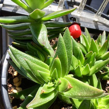 Red Pagoda Plant