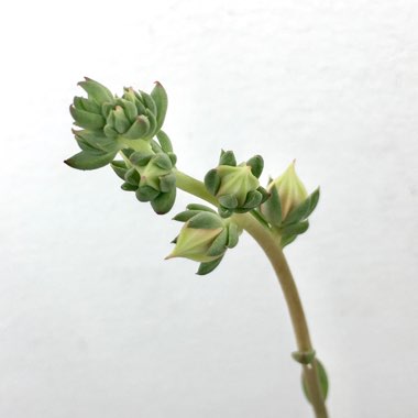 Echeveria 'Nodulosa'