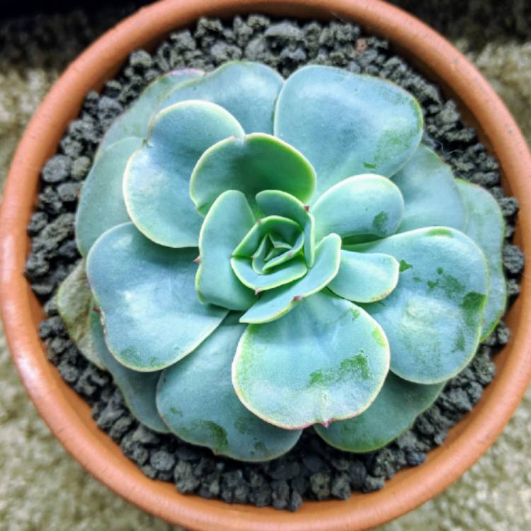 plant image 907994