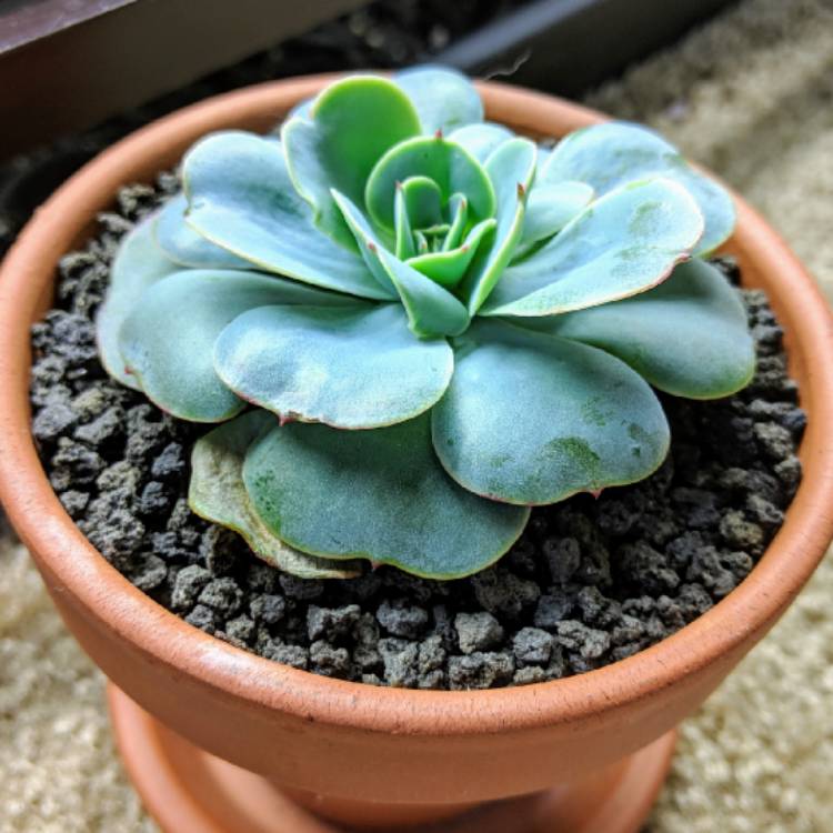 plant image 907996