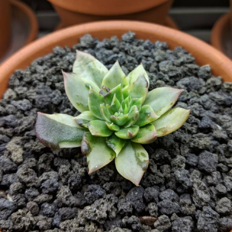 plant image 908159