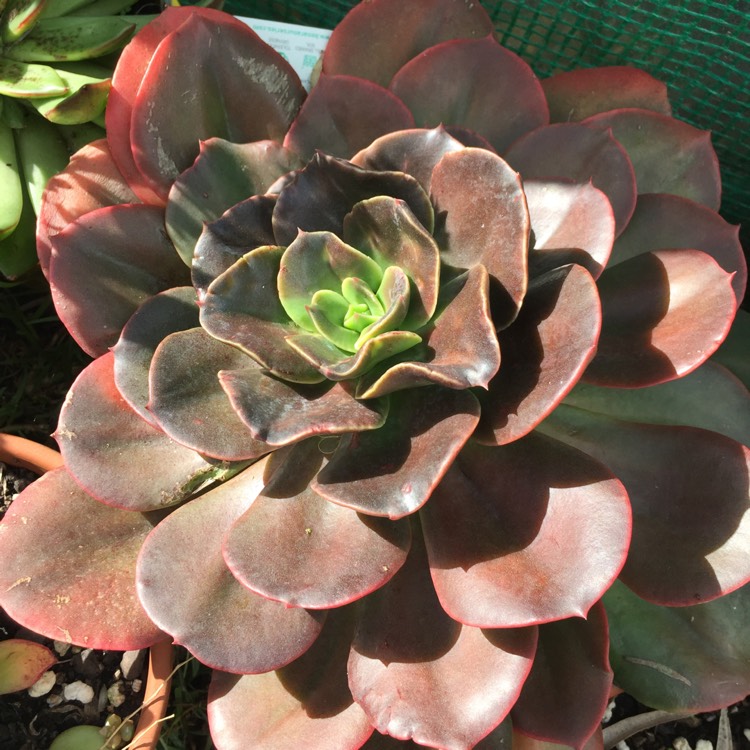 Plant image Echeveria Blue Metal