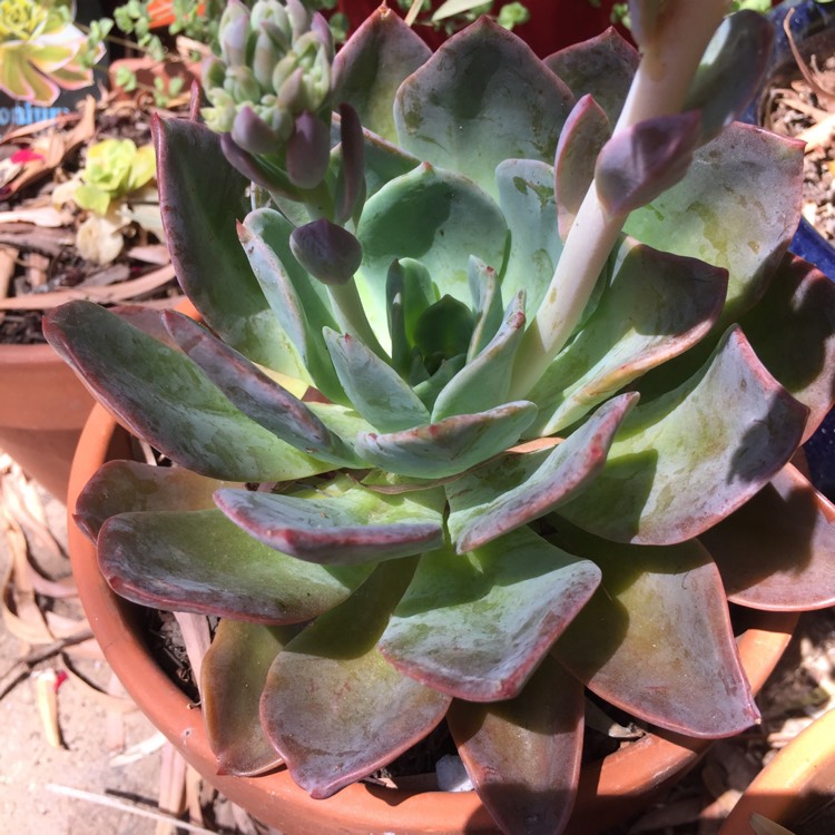 Plant image Echeveria Blue Prince