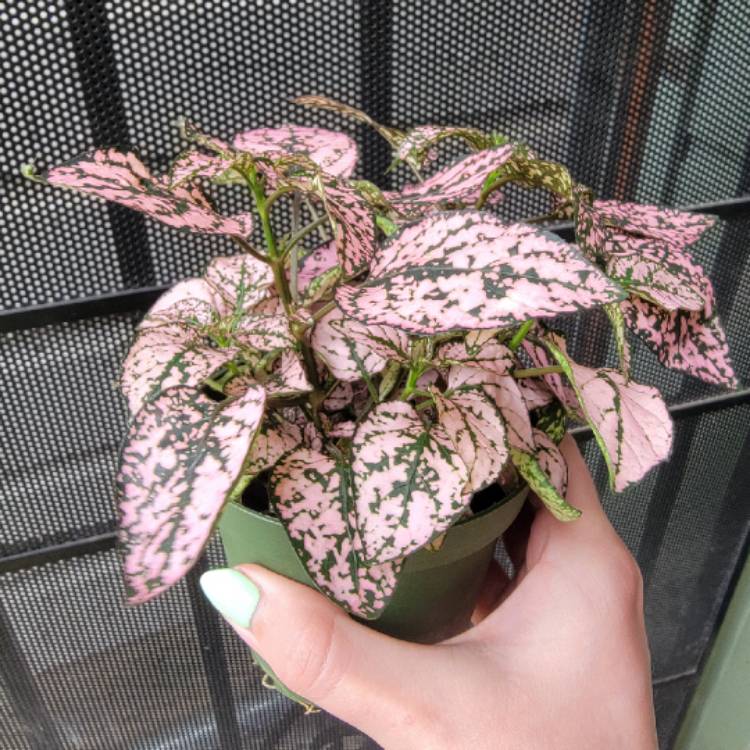 plant image 1609219 plant image 1609219