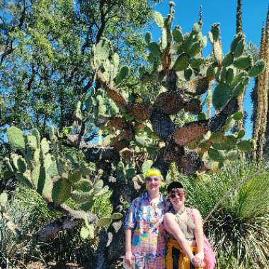 Opuntia