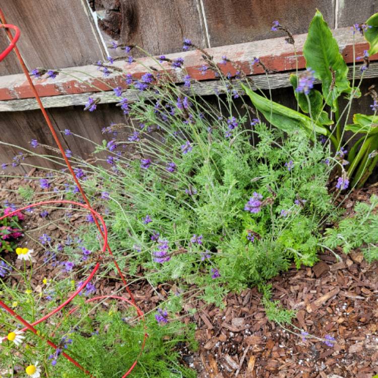 Plant image Lavandula Multifida 'Spanish Eyes'
