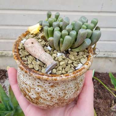 Fenestraria aurantiaca