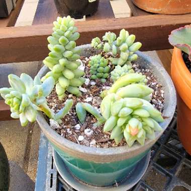 Sedum Morganianum