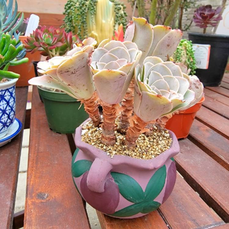 plant image 1630993