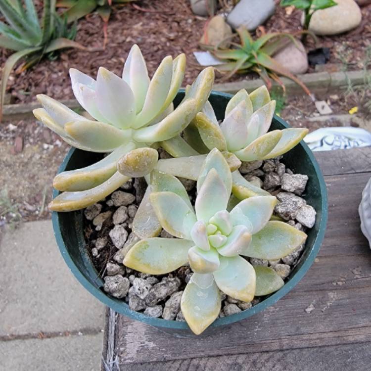 plant image 1630994