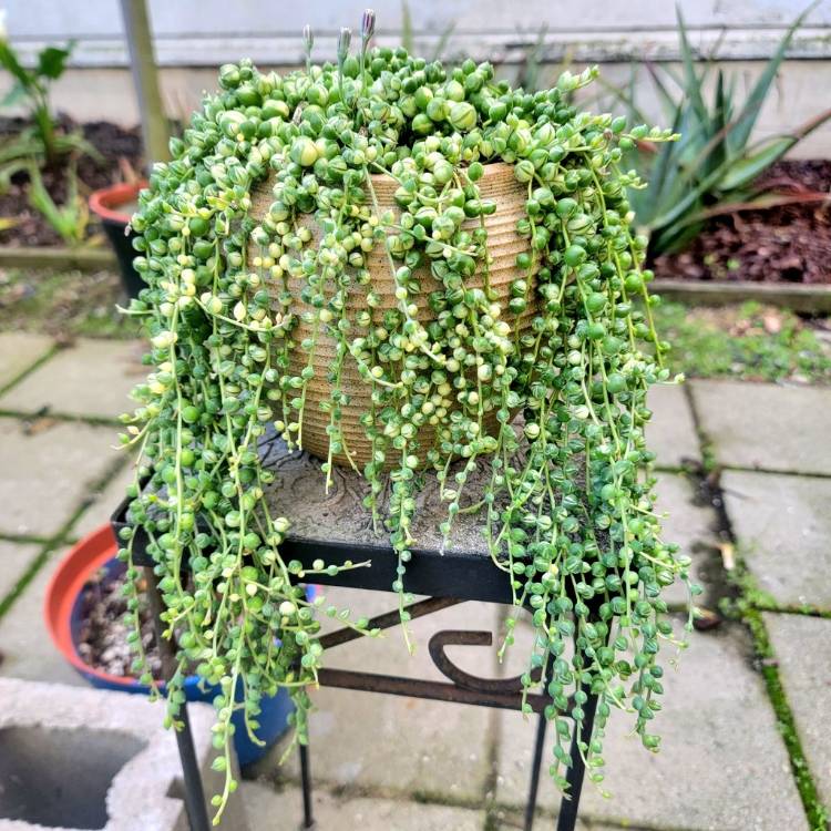 plant image 1640030
