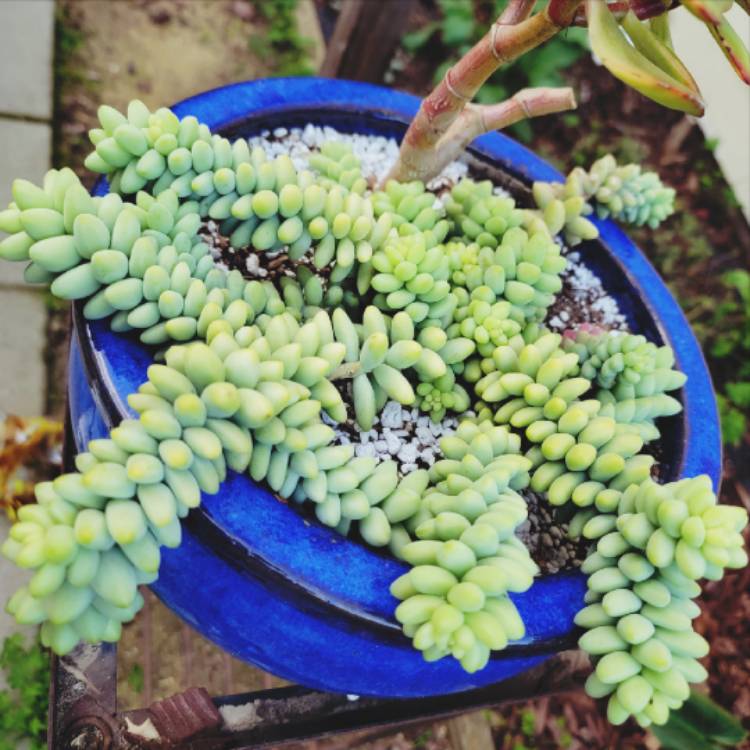 plant image 1640857