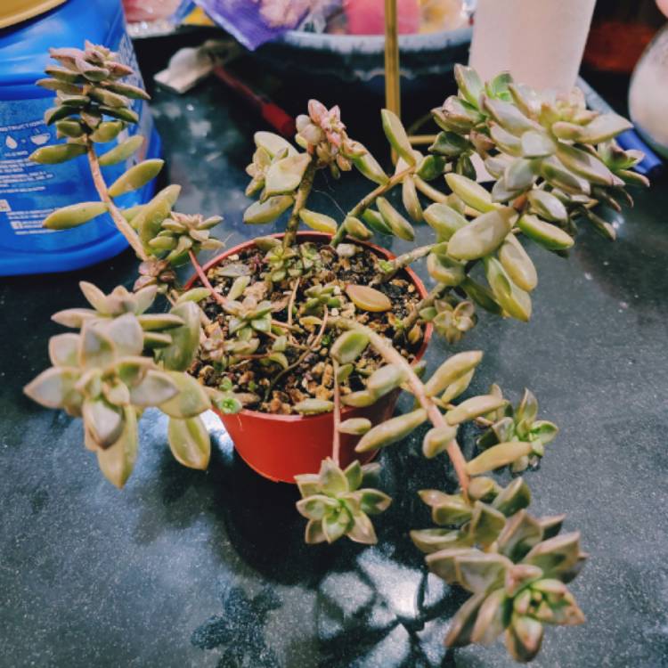 plant image 1640858