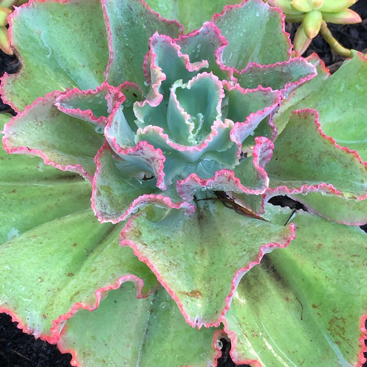 plant image 1114585