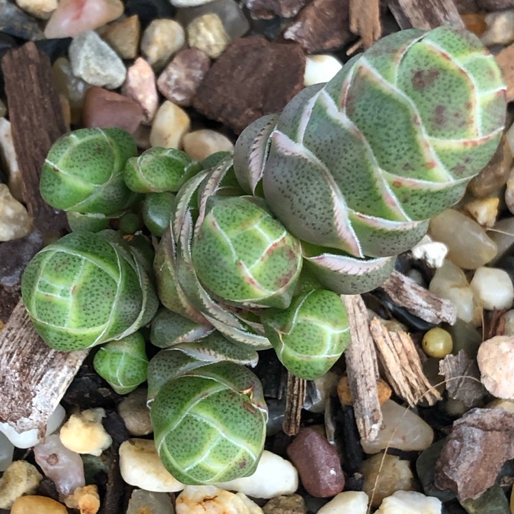 Plant image Crassula 'barklyi'