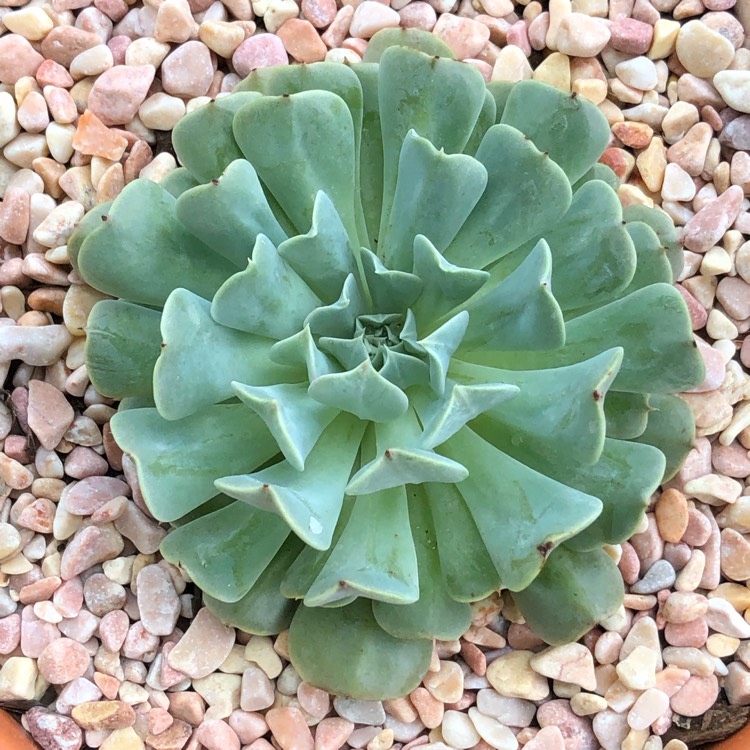 Plant image Echeveria Pinwheel Revolution
