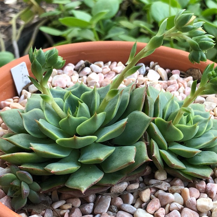 Plant image Echeveria Ramillete