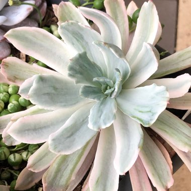Echeveria Hoveyi