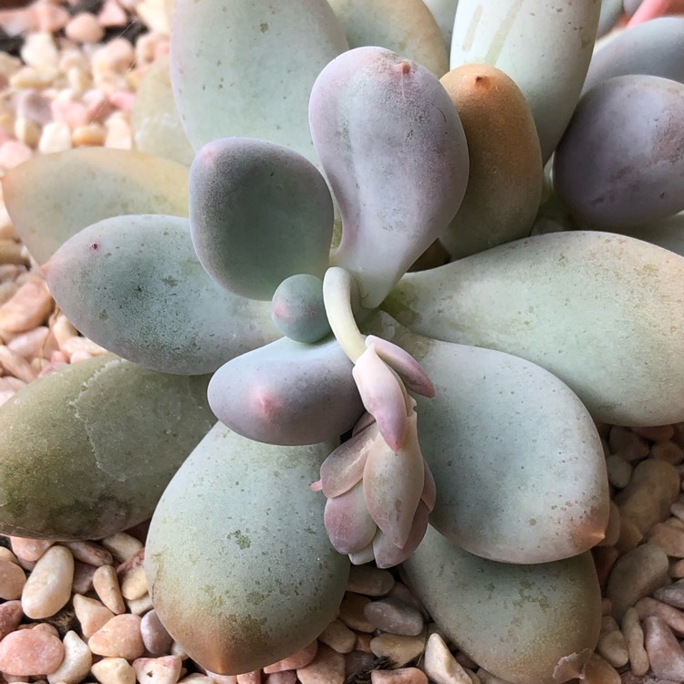 plant image 1121951