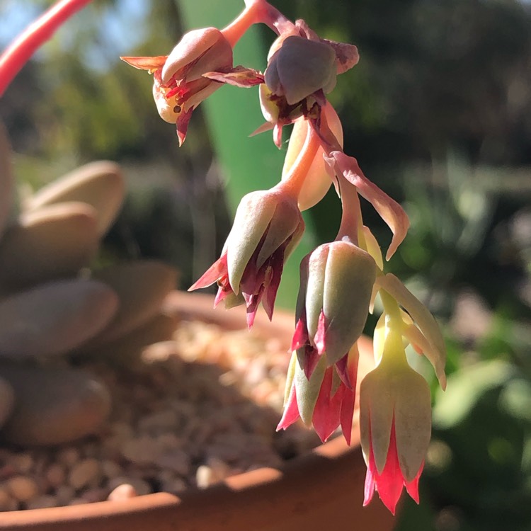 plant image 1163386