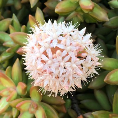 Sedum Adolphi