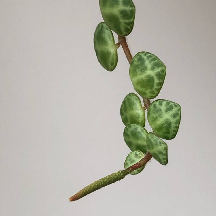 plant image 1222193