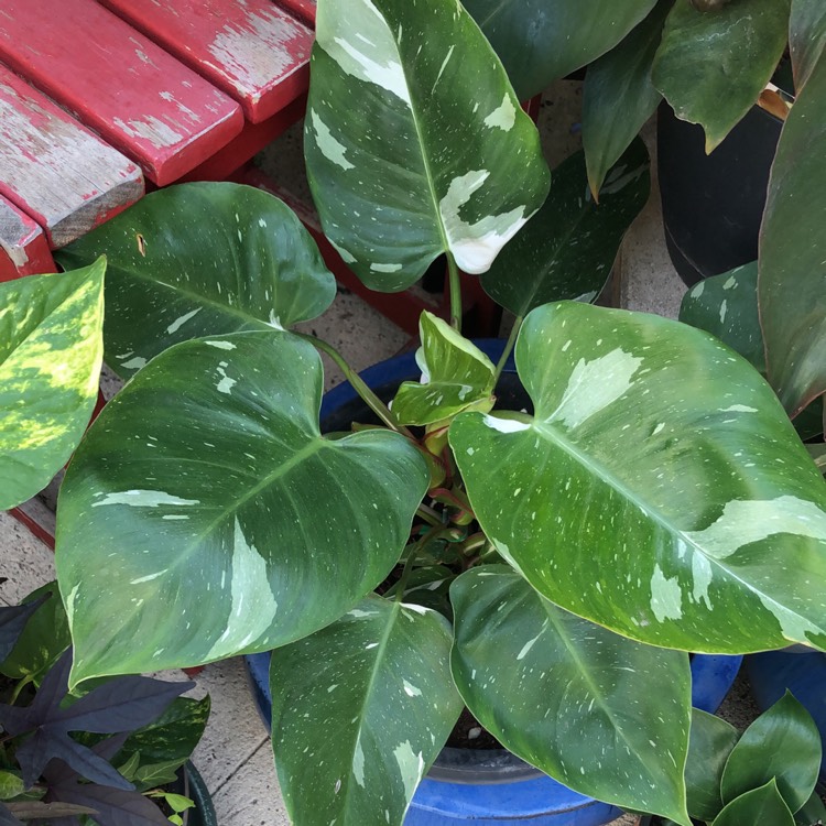 Plant image Philodendron 'White Princess'