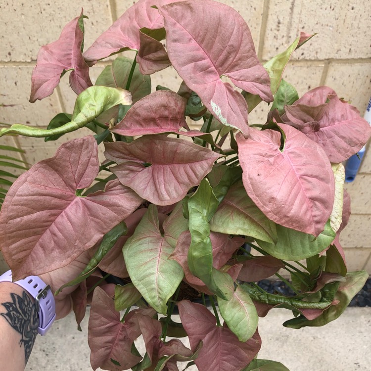 Plant image Syngonium 'Neon'