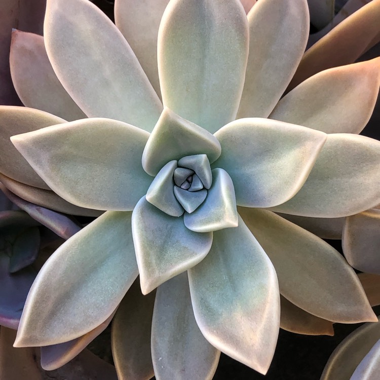 plant image 1299488 plant image 1299488