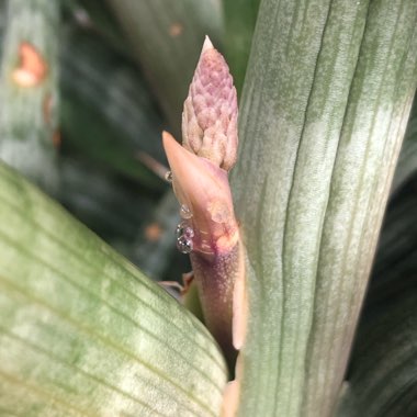 Sansevieria cylindrica