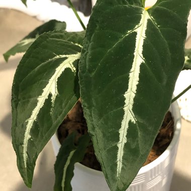 Syngonium wendlandii