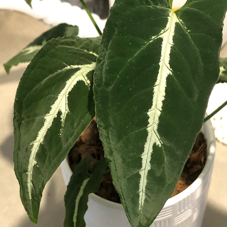 Plant image Syngonium wendlandii