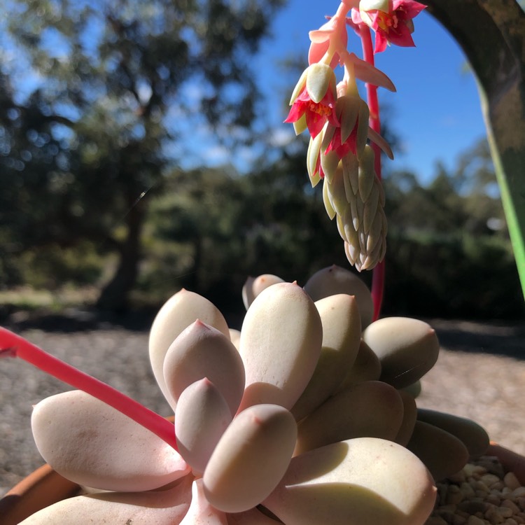 plant image 1368041