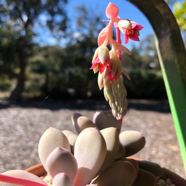 Pachyphytum 'Sticky Moonstones'