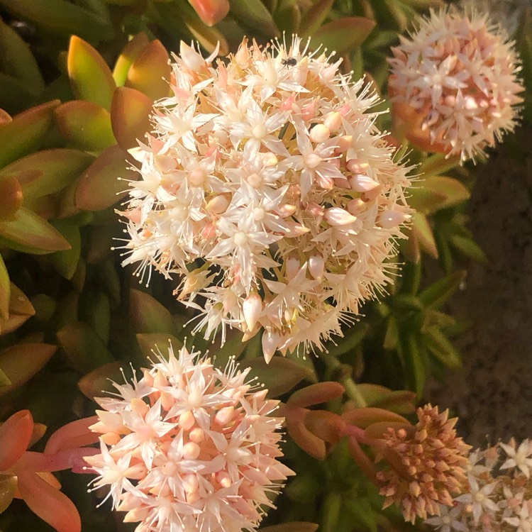 plant image 1391778