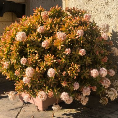 Sedum 'Adolphi'