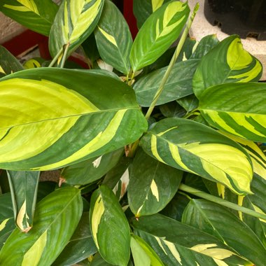 Ctenanthe 'Brazilian Snow'