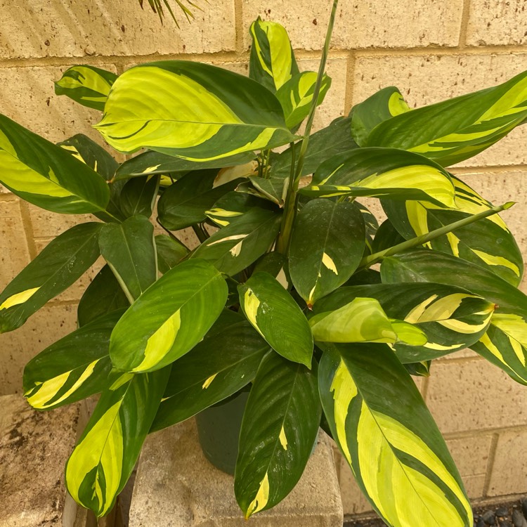 Plant image Ctenanthe lubbersiana 'Brazilian Snow'