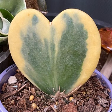 Hoya Kerrii 