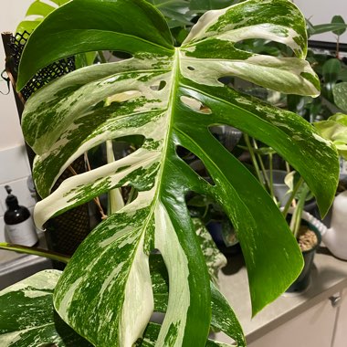 Swiss Cheese Plant 'Variegata'