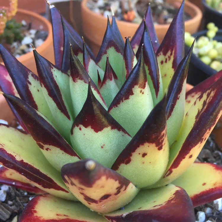 plant image 1005766